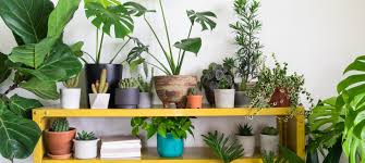 10 ingrasaminte naturale pentru florile de apartament